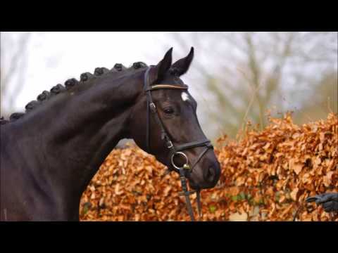 Scuderia x Don-Schufro geb. 06.2014 www.stöcker-verkaufspferde.de