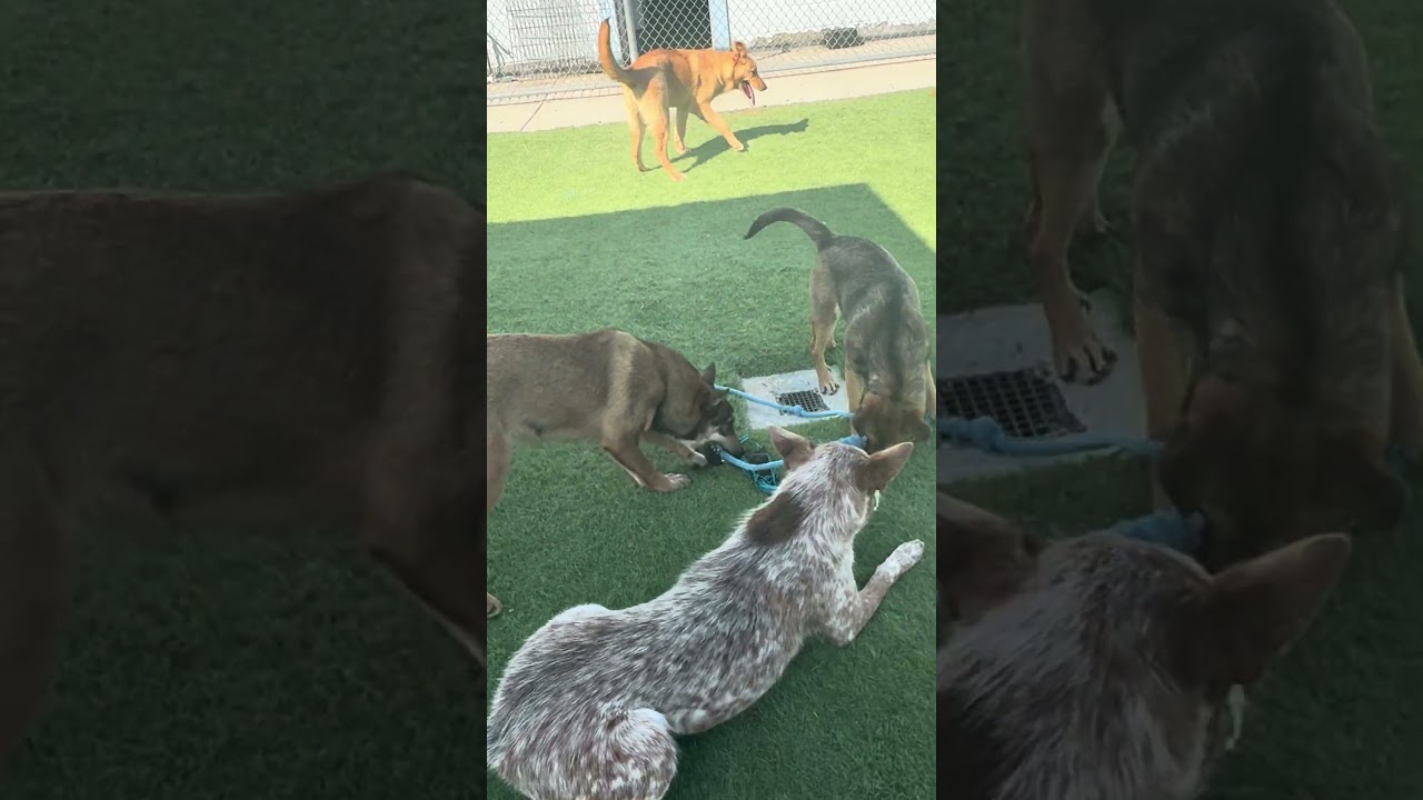 NALA , a Adoptable mixed breed in Wasco, CA video 6/6