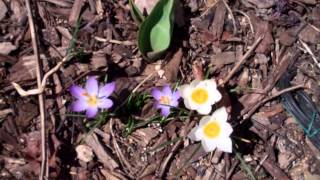 preview picture of video 'WB Garden Update Early Spring 2015 Back Yard'