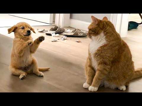 99% Will Laugh 🤣 Funniest Cats 2026 😹 Try Not to Laugh Challenge | Cute & Crazy Cat Moments
