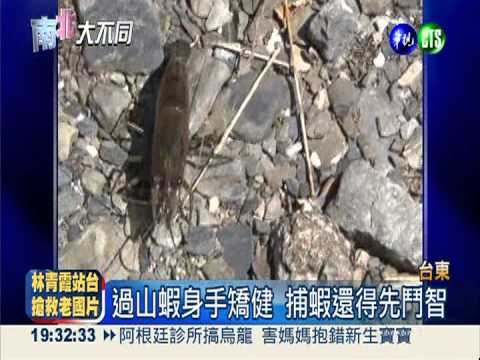 鮮甜過山蝦 麻油.薑絲爆出美味