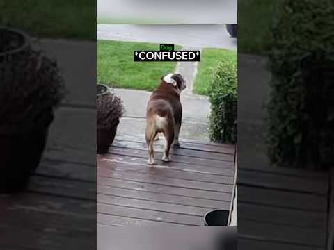 When a Dog Owner Makes a Hilarious Mistake…