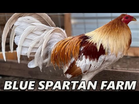 BEAUTIFULL !! Blues Black Boles Brassback Butcher - Spartan Farm California Beautiful Birds