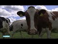 Uitzonderlijk lage waterstand drijft boeren tot wanhoop - RTL NIEUWS