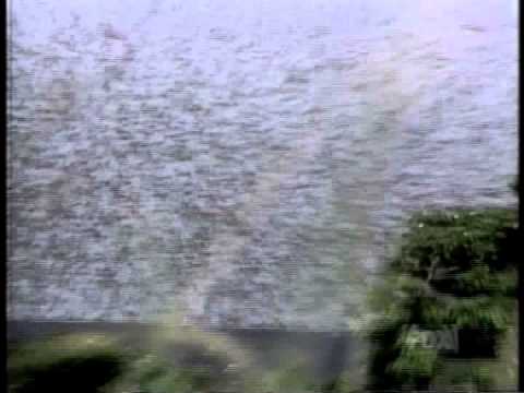 Dangerous Swarms - Locust swarm.