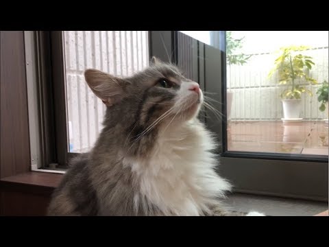 客人に甘えまくる猫 ノルウェージャンフォレストキャットA cat who affectionate of the guests.Norwegian Forest Cat.