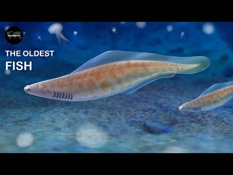 地球上最古の魚 (ハイコウイクティス) : 地球上最古の魚 - 09