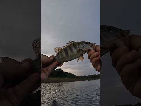 Inna 60 vs Brava 77: Os Tucunarés não aguentaram o Baitcasting em Icém!🛶🎣💥🦈