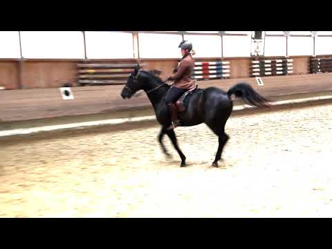 Joya in der Klasse S, Trainingsturnier, Aufgabe Inter S