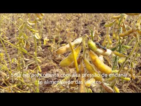 Spodoptera eridania soja intacta Compilação