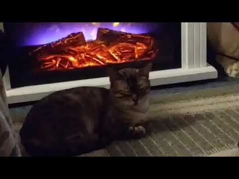 Kumari keeping warm....  She has the right idea