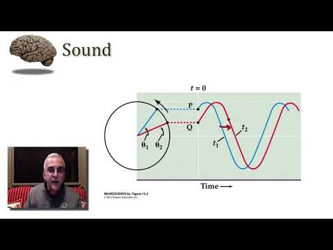 Auditory System  Peripheral Mechanisms part 1