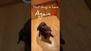 またアイツだ💢 #いぬ #ラブラドール #キバタン #鳥好き #いぬのいる生活 #dog #labrador #cockatoo #fyp