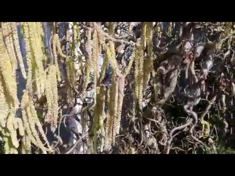 Harry Lauder's Walking Stick (Contorted Filbert) / Corylus avellana 'Contorta'