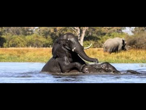 Elephants Having Fun in Water
