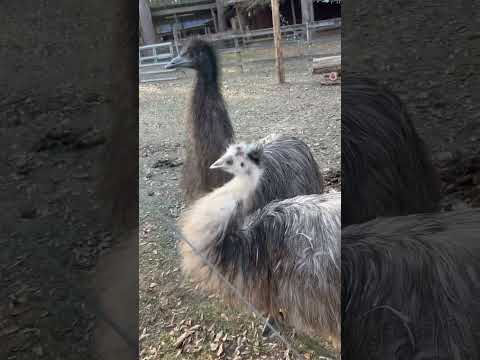 These emus are in the way #Emu #Concert #Birdbrain #OnStage #SetUp #OnTheRoad