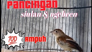 Download lagu PANCINGAN FLAMBOYAN NYULING NGEBREN mp3