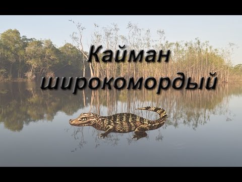 Русская Рыбалка 3.99 Кайман широкомордый
