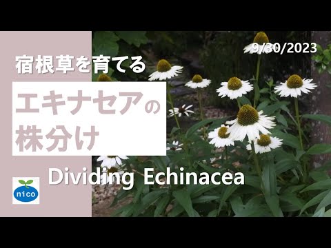 エキナセアの育て方 劣悪な条件に耐える 土壌有機物が豊富である