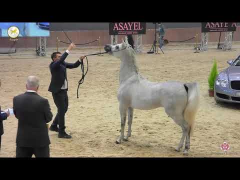 N 16 LIAN AL QASEM   Straight Egyptian World Championship 2020   Fillies 2 Years Old Class 2A