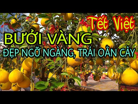 Chợ hoa tết 2021, bonsai bưởi vàng đẹp ngỡ ngàng, tràn về chợ hoa công viên Hoàng Văn Thụ.