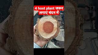 बिना Host Plant के कभी नहीं बढ़ेगा चंदन का पेड़। Primary Host Plant List। Chandan ki kheti #shorts