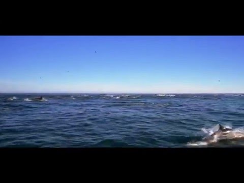 [Subasediu] Kritiku - Fly