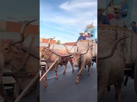 Cavalgada em louvor ao Divino Pai Eterno. Panamá Goiás