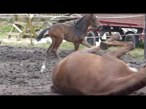 Stutfohlen geb. 17.03.2017 von Blue Hors Farrell aus Quaterback/De Niro FOR SALE