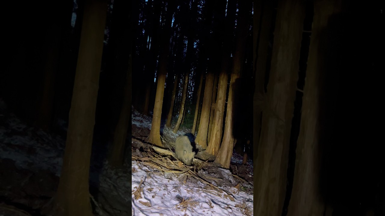 【迫力ある突進！！】イノシシの突進を正面から撮影【有害鳥獣駆除】　#イノシシ　#狩りボーイ　#狩猟