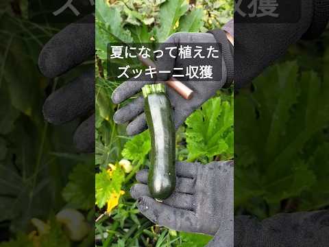 ズッキーニ 植物