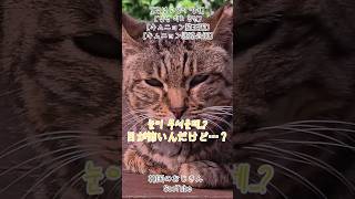 제주 김녕에 가면 #韓国vlog #日本語字幕