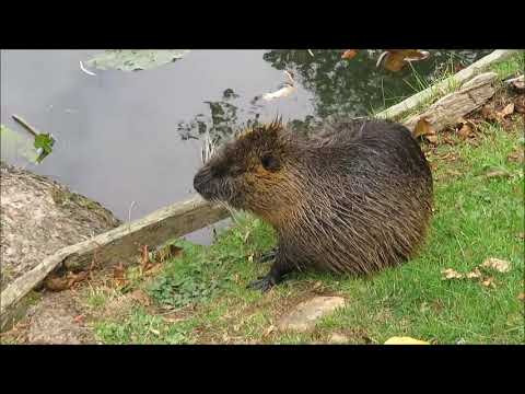 Tiere am Maasgrund-Weiher in Oberursel 2018 09 28 Film
