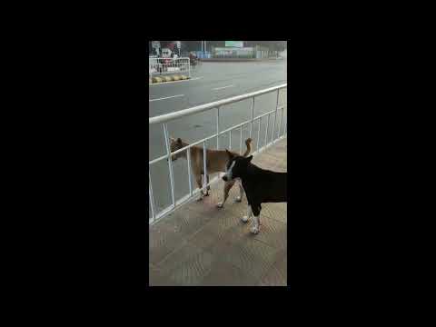 DOGS | Tanvir's Education Tour in BD (TETBD)