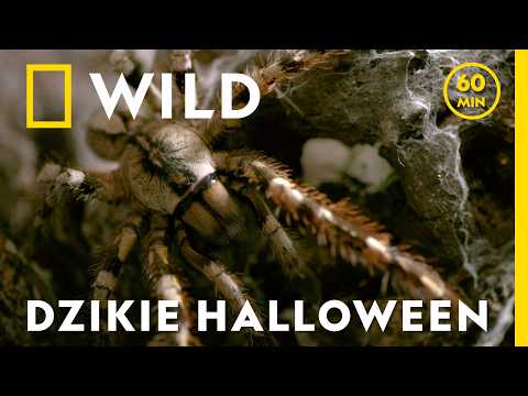 To jedne z najbardziej zabójczych zwierząt świata! | Śmierć przychodzi po zmroku