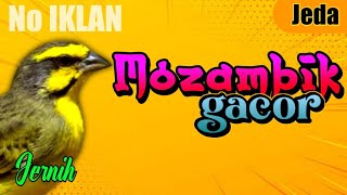 Download lagu MASTERAN KENARI (MOZAMBIK) SUARA JERNIH DURASI 1 JAM mp3
