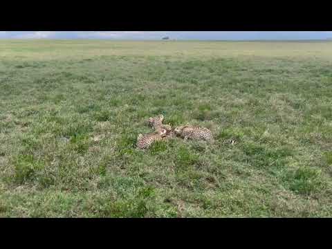 The Hunters gets hunted