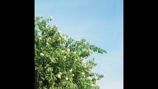 Sunflower Music Video