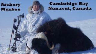 Muskox bow hunt in Nunavut Canada how we archery hunt the arctic for exotic big game