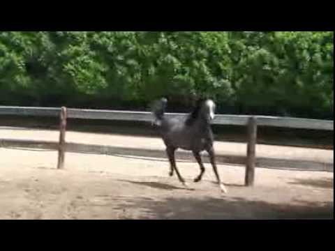 Chimera Scah (Van Gogh AM x Creola LC) 2013 grey filly