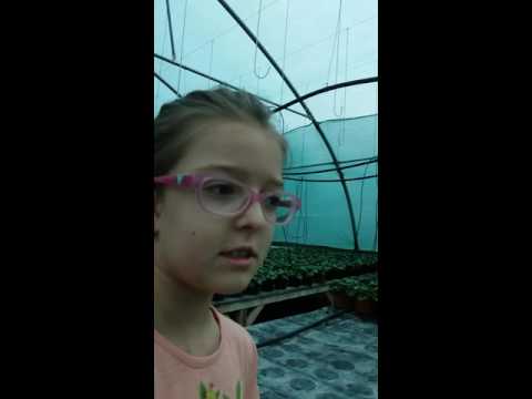 Biosolaris Producator Plante serele din Ciorogarla