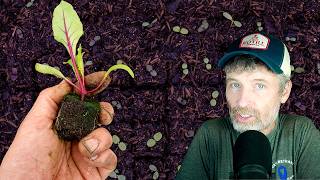 How to Make Your Compost Better (Yes, Biochar Gets a Shout)