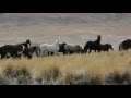 Idaho Saylor Creek Wild Horses Targeted For Sterilization 1