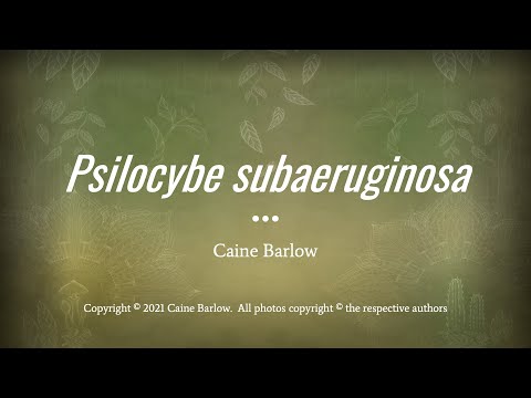 Caine Barlow - An Introduction to Psilocybe subaeruginosa