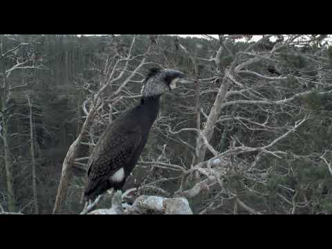 ACID FOREST (RŪGŠTUS MIŠKAS) Trailer