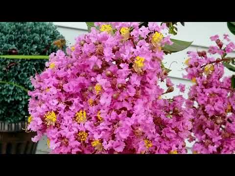 Pollinating Honey Bees in Freehold, NJ