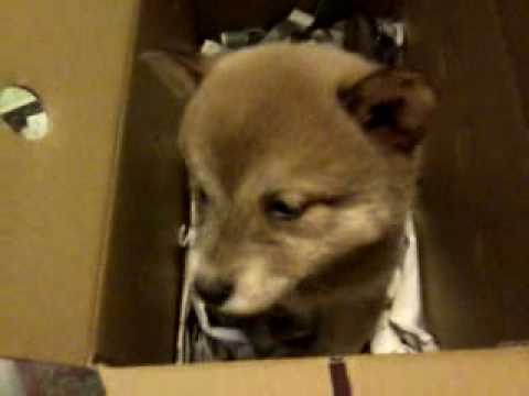 福仔報到的那一天(原發表者:阿福仔)(影片)