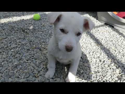 Die Wabibas - Wabiba mit Kiddies Vacuna, Ultima, Hafida, Viator, Unitas + Heimo