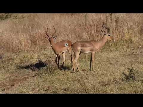 Kwa: Impala rams sparring - 06/23/19