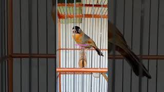 Download lagu Panca warna betina mp3 Download lagu Panca warna betina mp3